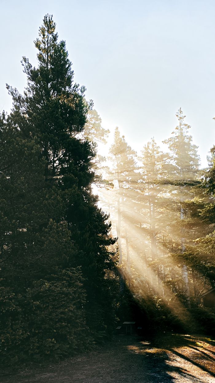 Magical sunlight rays filtering through lush forest trees, creating a serene woodland atmosphere.