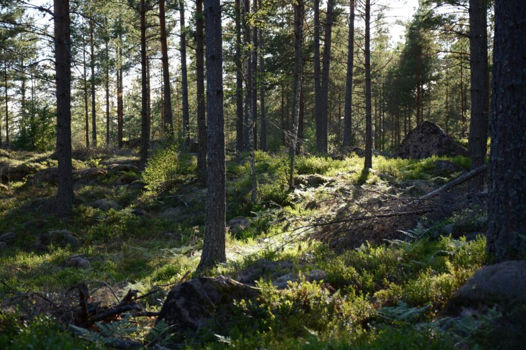 Sunlight filtering through tall pine trees in a tranquil forest setting.