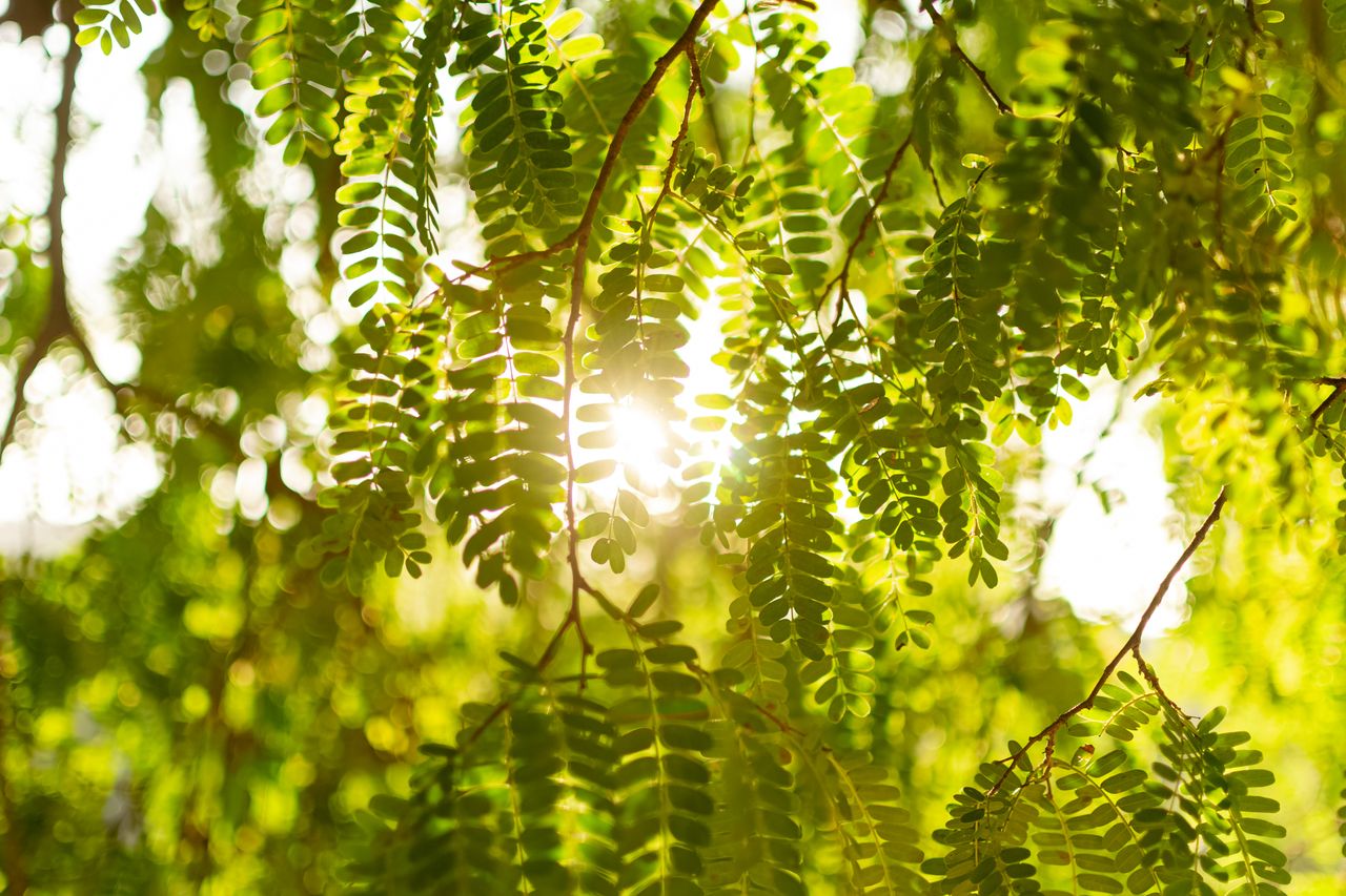 Sunlight filtering through vibrant green leaves in a lush summer forest. Perfect for nature and environmental themes.