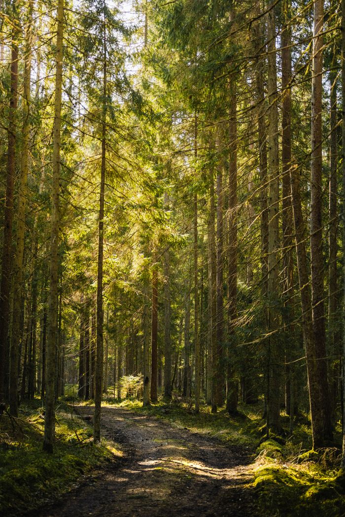 A tranquil forest path surrounded by towering trees and dappled sunlight.