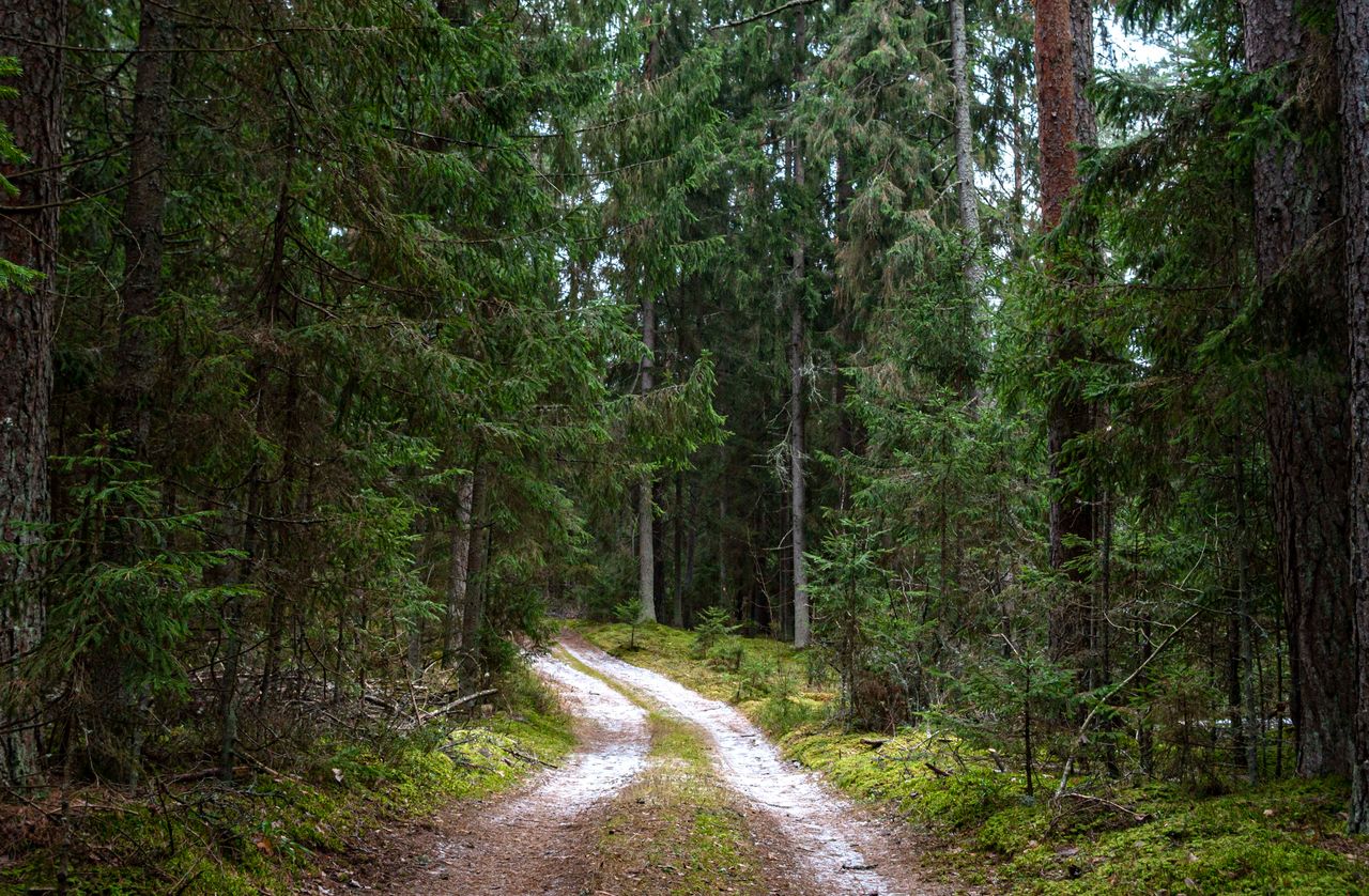 Tranquil forest path surrounded by lush greenery and tall trees. Perfect for nature lovers.