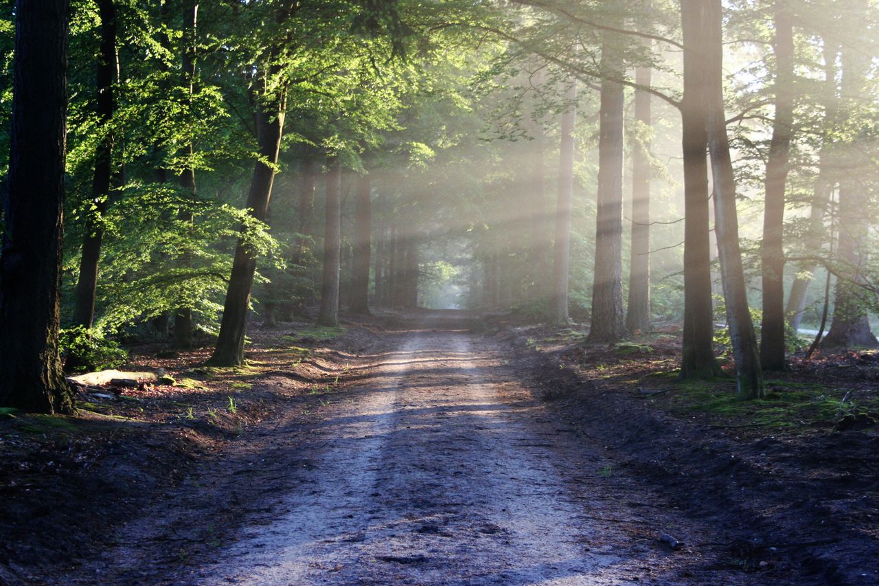 Peaceful forest pathway with sunrays filtering through trees, creating a serene atmosphere.